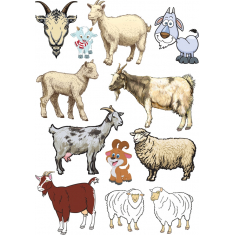 Goats and Sheep Collection