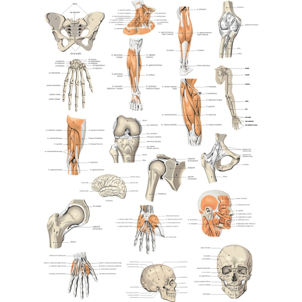 Human Anatomy Vector Clipart بسته نرم افزاری