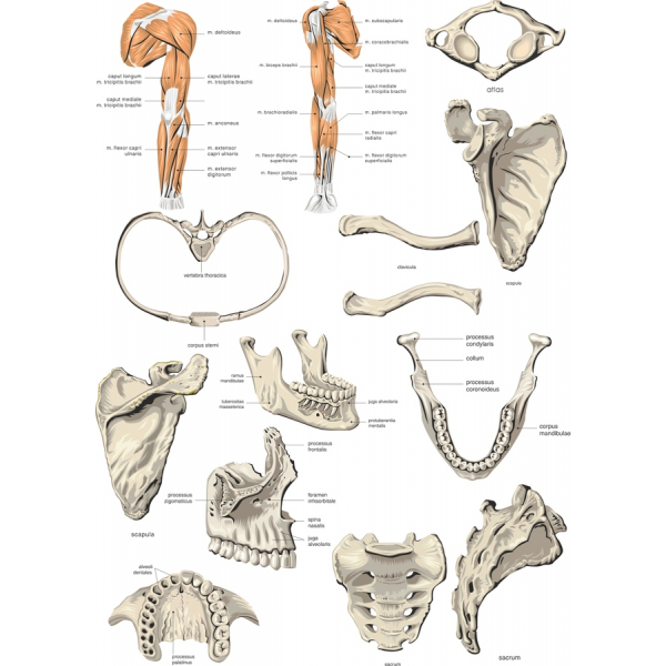 Ljudska Anatomije Vektor Ilustracije Snop Ljudska Anatomije Vektor Ilustracije Snop