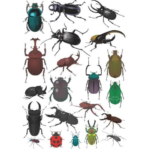 Brouk Vektorové Ilustrace Sada Brouk Vektorové Ilustrace Sada