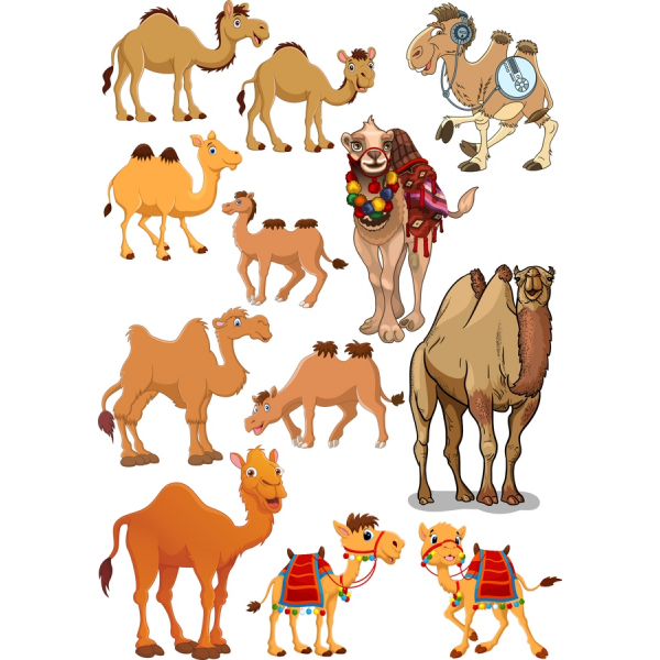 Úlfalda Vektor Clipart Setja Úlfalda Vektor Clipart Setja