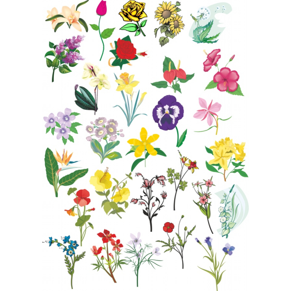 Affascinante Botanico Clipart Vector Set