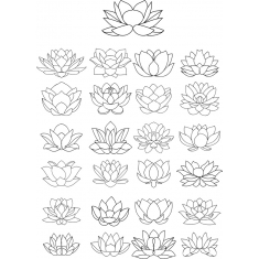 گل لوتوس مجموعه