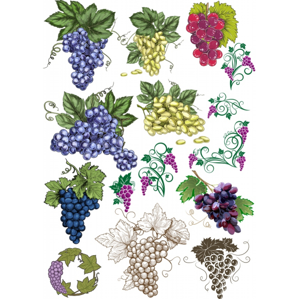 Premium-Drue Vektor Clipart Sæt Premium-Drue Vektor Clipart Sæt