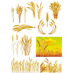 Grano Set: Premium