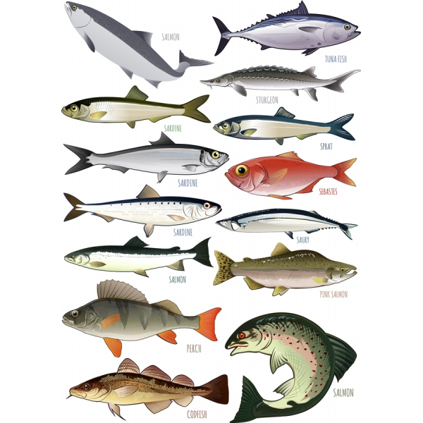 ይታያል ህይወት ቅድሚያ Clipart ስብስብ ይታያል ህይወት ቅድሚያ Clipart ስብስብ