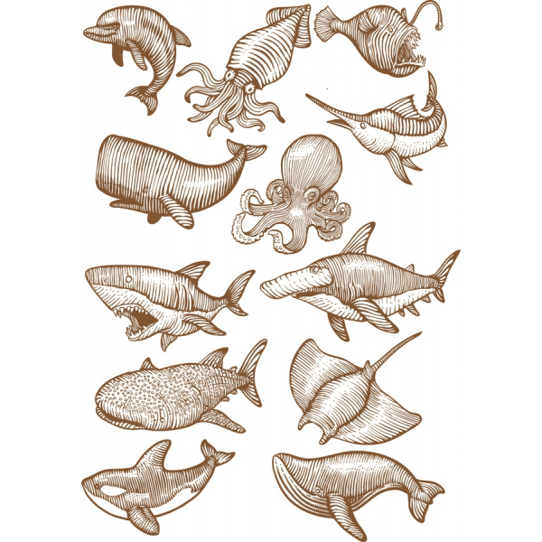 Vintage Marine Life Vector Illustrations Set Vintage Marine Life Vector Illustrations Set