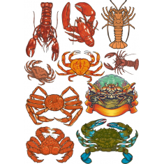 Crustacean สวมเสื้อกันหนาวได้-กุ้งปูต่างพากัน&amp;ชีวิตนาวิกโยธิน