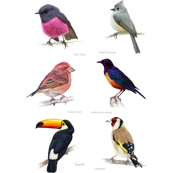 Ptáci Vektor Klipart Set - Ohromující Pták Ilustrace v SVG A PNG Ptáci Vektor Klipart Set - Ohromující Pták Ilustrace v SVG A PNG