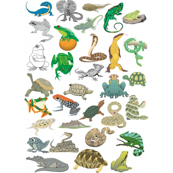 Reptile & Anfíbios Clipart Bundle - Vivas Ilustrações Vetoriais para Criativos Reptile & Anfíbios Clipart Bundle - Vivas Ilustrações Vetoriais para Criativos