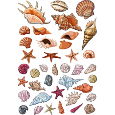 Ocean Poklady: Sada Mušle a Hvězdice