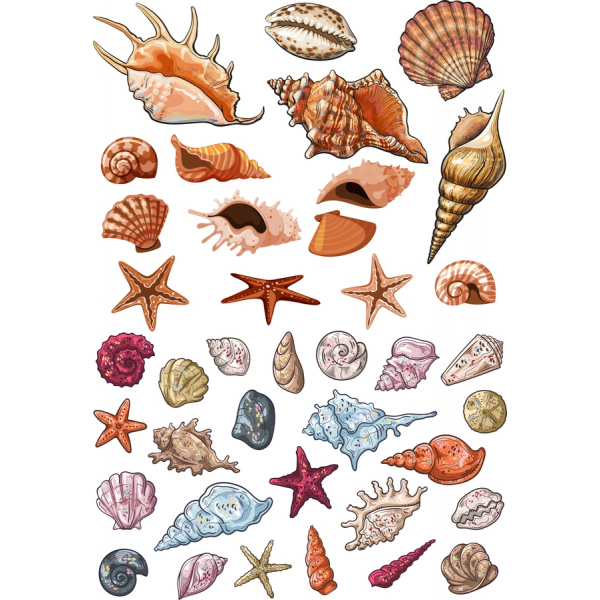 Zapanjujuće Vektor Clipart Set Školjke i morska zvezda Zapanjujuće Vektor Clipart Set Školjke i morska zvezda