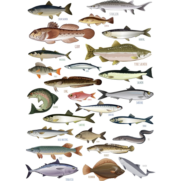 Vektorové Ilustrace Ryb - Vodní Clipart Bundle Vektorové Ilustrace Ryb - Vodní Clipart Bundle