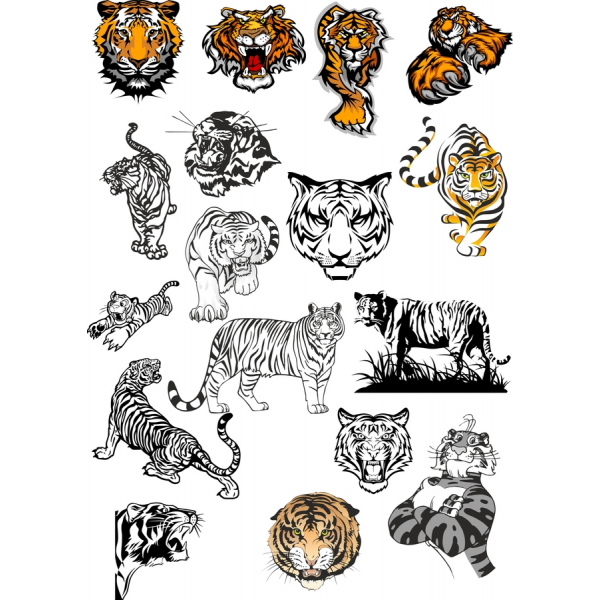 Wilder Tiger Vektor-Clipart-Set