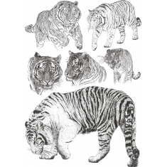 A Tigrisek Bundle - Kézzel Rajzolt