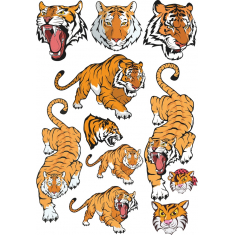 Tiger Samling - Majestic