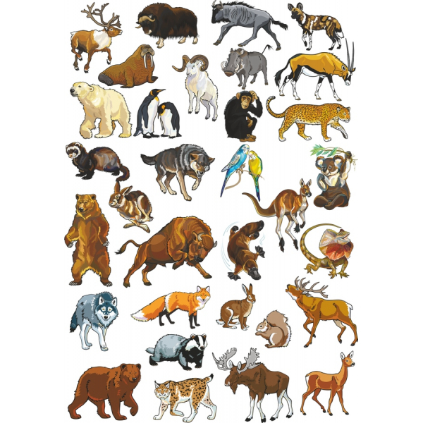 Set Vector İllüstrasiyalar Vəhşi Heyvanların Set Vector İllüstrasiyalar Vəhşi Heyvanların