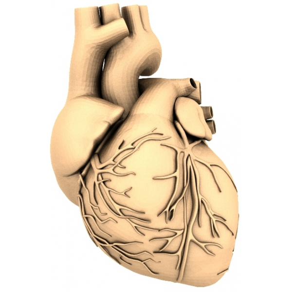 Realistický 3D model srdce - Heart's Essence STL pro CNC a 3D tisk