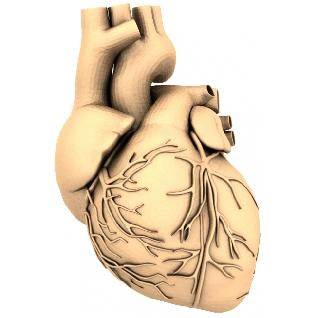 โมเดลหัวใจ 3 มิติที่สมจริง - Heart's Essence STL สำหรับ CNC และการพิมพ์ 3 มิติ