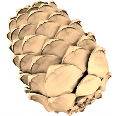 Pinecone Elegance
